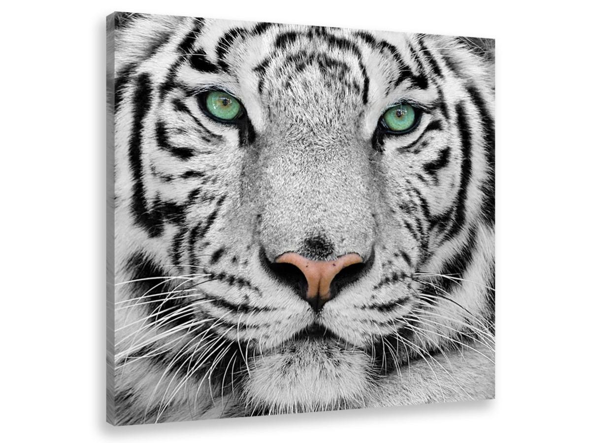 Tableau Animaux Tigre Blanc Du Bengale 50x50 Cm Leroy Merlin