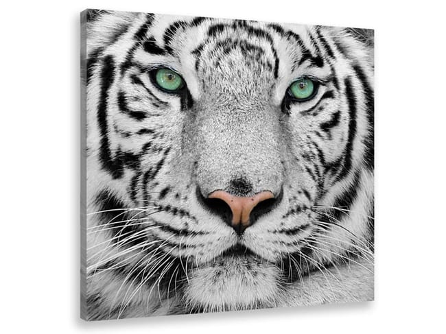 Tableau Animaux Tigre Blanc Du Bengale 50x50 Cm Leroy Merlin Tableau Animaux Tigre Blanc Du Bengale 50x50 Cm Leroy Merlin