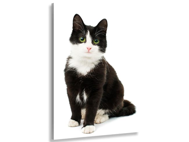 Tableau Animaux Shooting Chat Noir Et Blanc 50x80 Cm Leroy Merlin Tableau Animaux Shooting Chat Noir Et Blanc 50x80 Cm Leroy Merlin