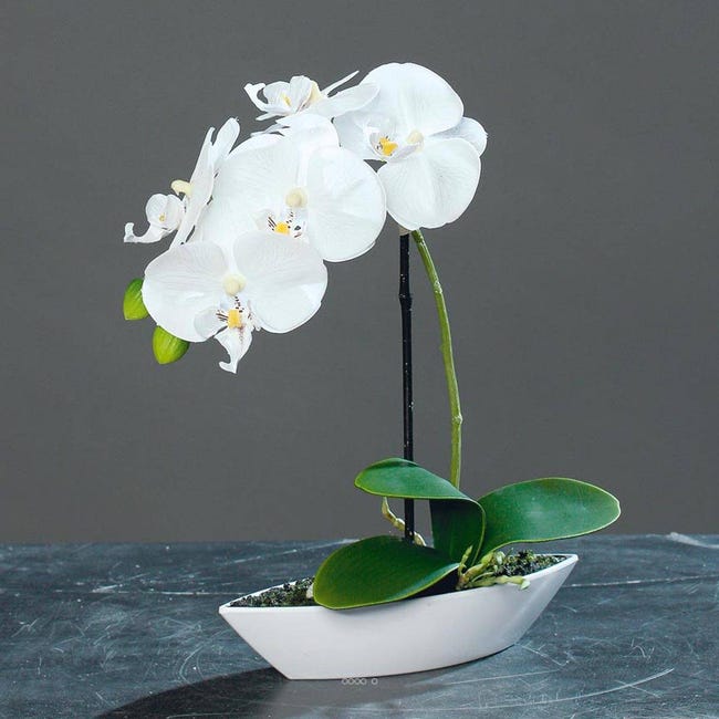 Orchidée Grandiflora blanche 1 tige avec pot en céramique 14cm