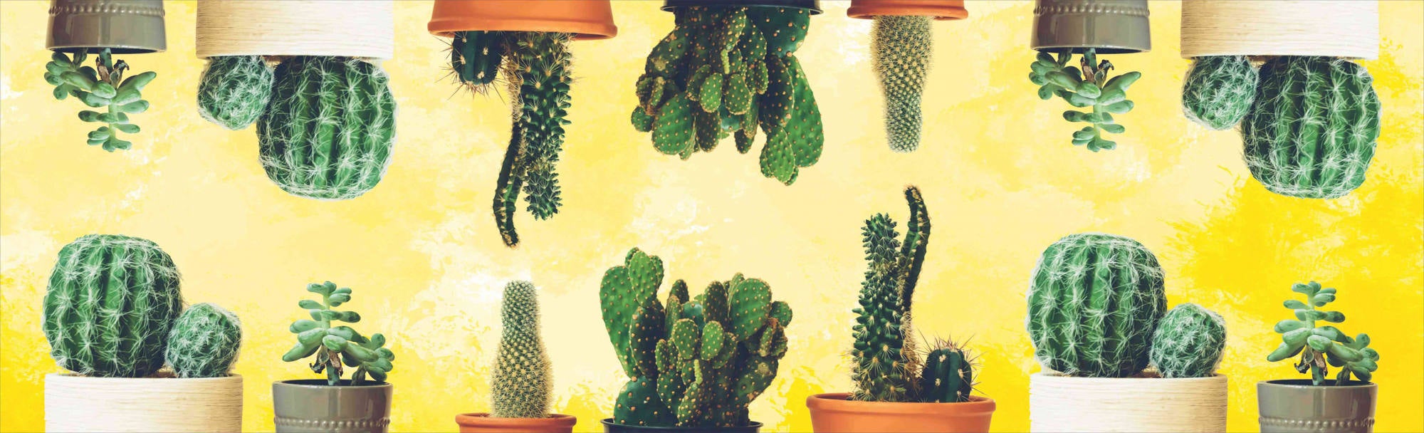 Tappeto cucina cactus, antiscivolo e lavabile in lavatrice