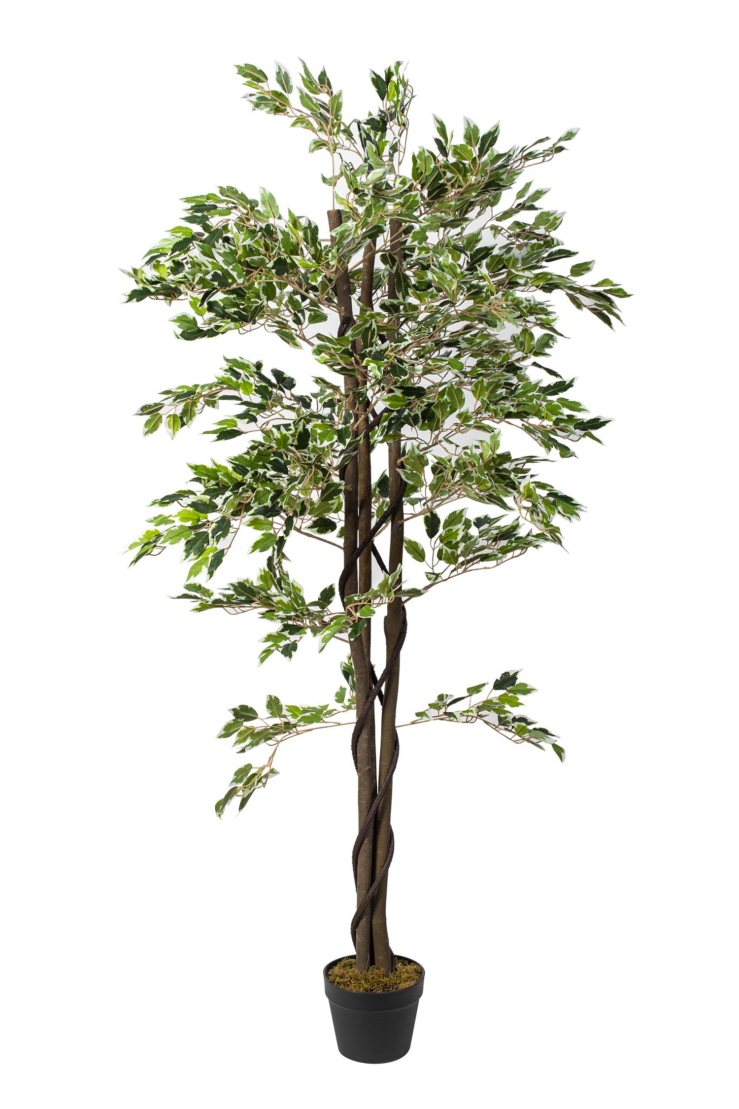 Plante Artificiel Ficus Hauteur 160 cm | Leroy Merlin