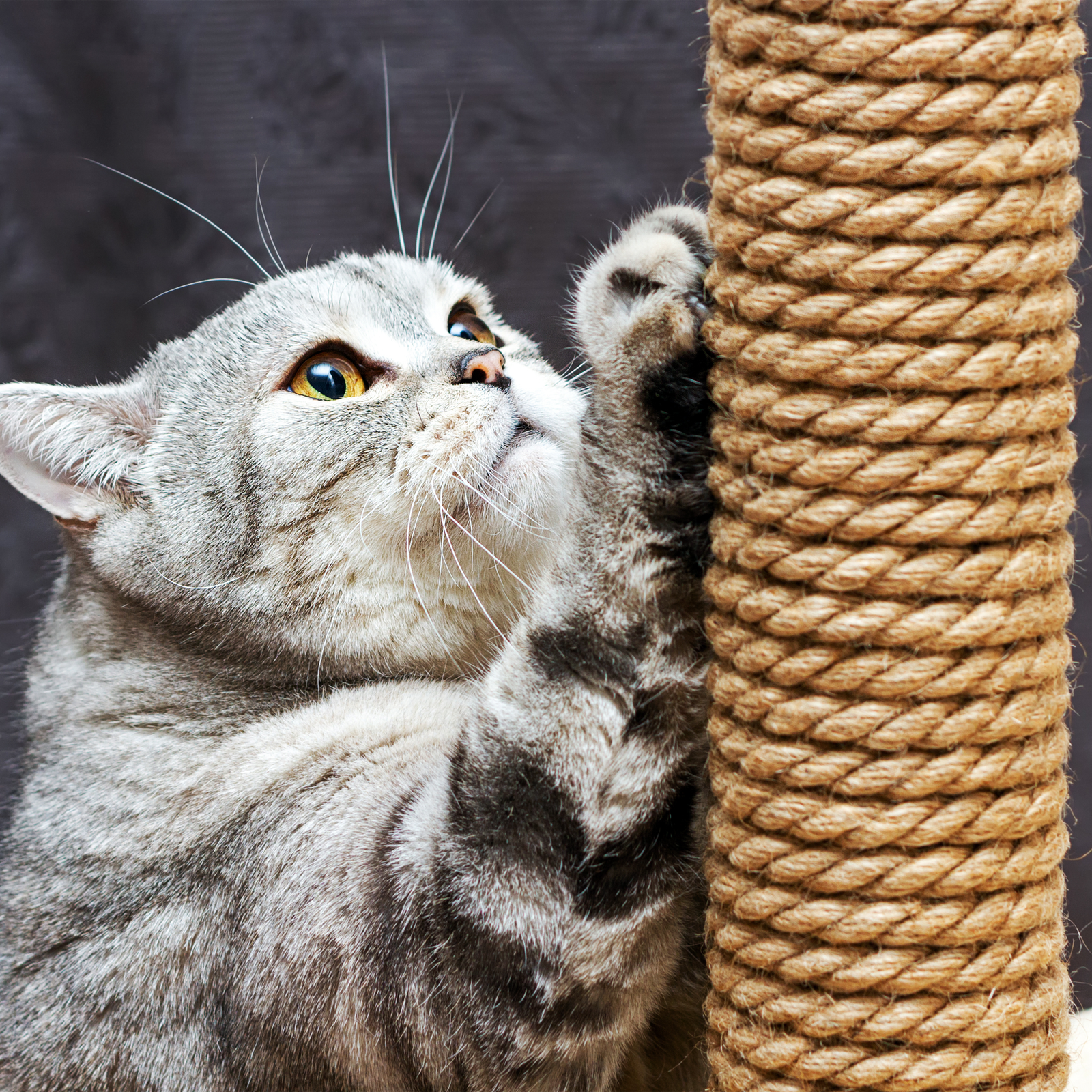 Corde De Sisal Pour Arbre A Chat Au Meilleur Prix Leroy Merlin