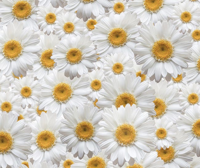 Flowers, Marguerite rideau imprimés Zoom sur de très grandes fleurs blanches  et jaunes 180x160 cm, 2 parts | Leroy Merlin