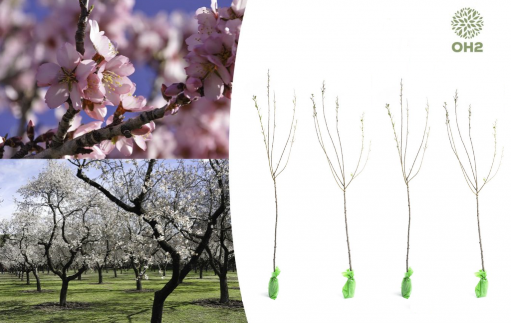 Piante Di Mandorlo Innestate - Varietà Filippo CEO (altezza 150cm - 4