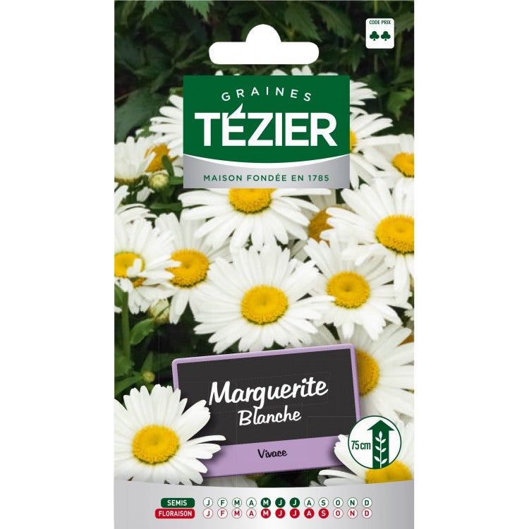 Tezier - Marguerite blanche -- Fleurs vivaces | Leroy Merlin