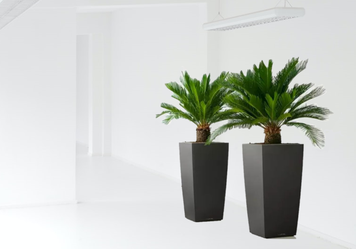 2 Palme Da Esterno Illuminate – Decorazioni Luminose Per Giardino E Terrazzo