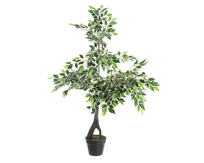 Pianta Artificiale Ficus Elastica H65 cm con Vaso Verde | Leroy Merlin Pianta Artificiale Ficus Elastica H65 cm con Vaso Verde | Leroy Merlin