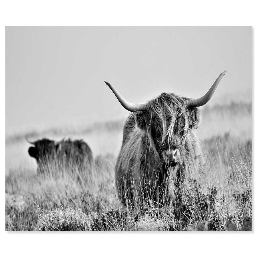 1 Pc Cuadro Baño Vaca En Lienzo Cuadro Vaca Highlands Cuadro - Temu Chile