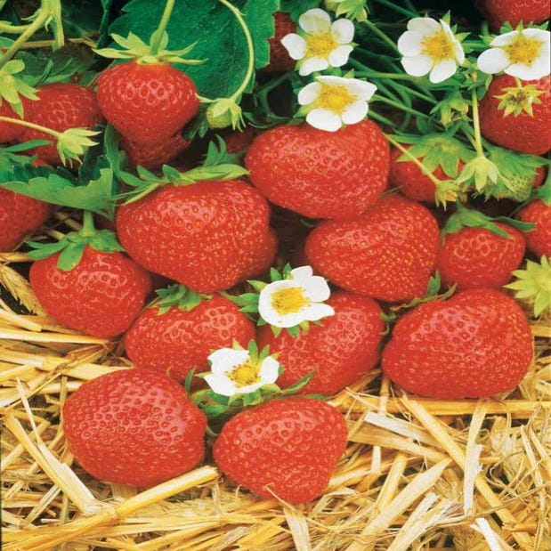 Fraisier Remontant Mara Des Bois Le Paquet De 20 Plants En Racines Fraisier Remontant Mara Des Bois Le Paquet De 20 Plants En Racines