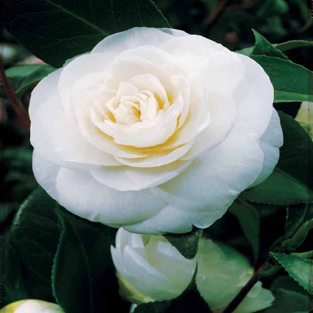 Camélia du Japon à fleurs doubles blanche - Willemse | Leroy Merlin