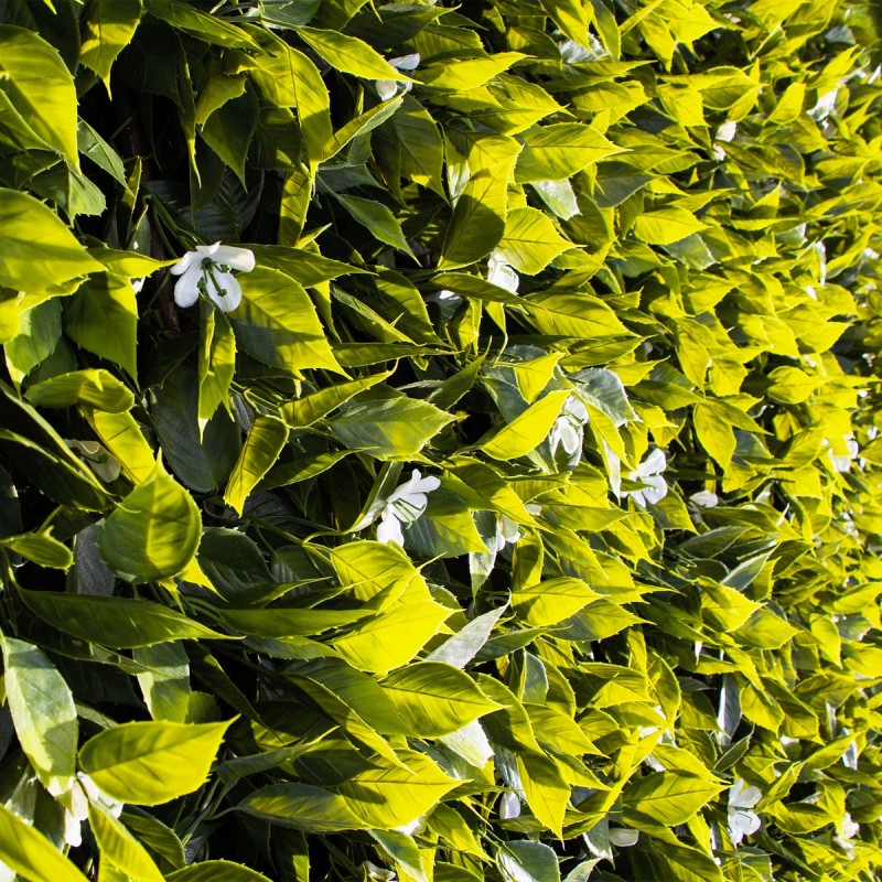 Treillis Bois Jardin Extensible Fleur de Jasmin MGS Leroy Merlin