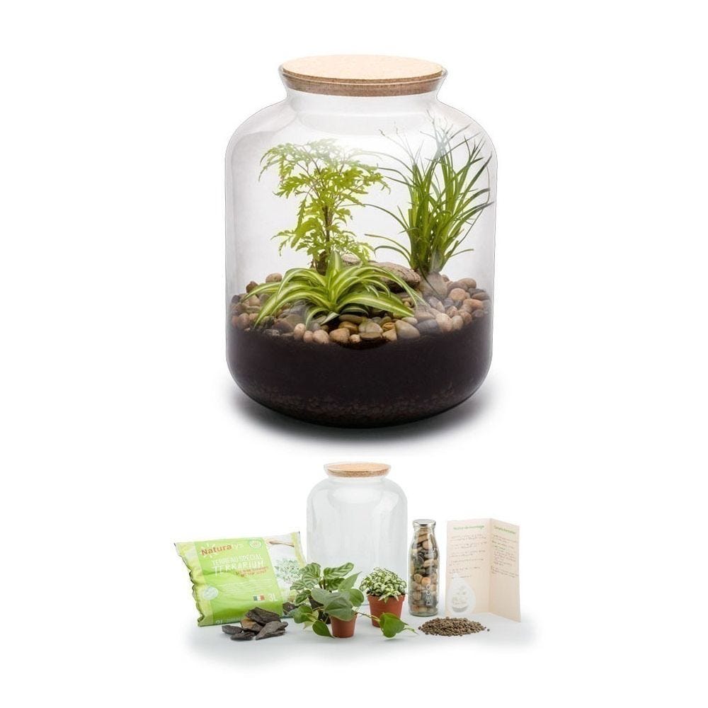 Kit de terrario plantas Mix S (24 x 31 cm)