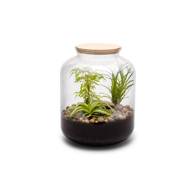 Kit terrario piante Mix S (24 x 31 cm)