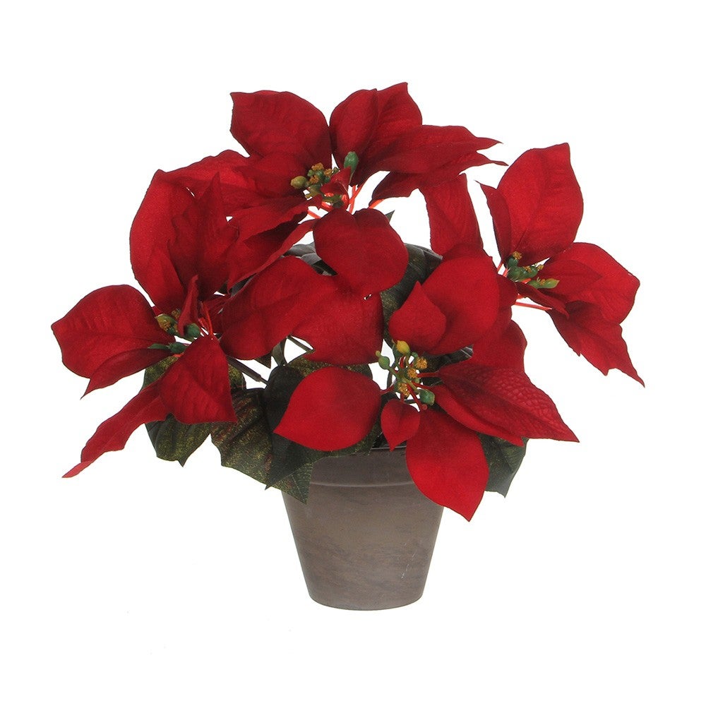 Poinsettia 4 À 5 Fleurs En Pot, Diam. 12 Cm