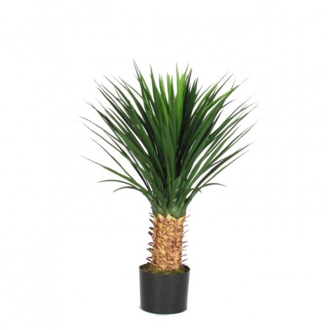 Présentation du Yucca rostrata - Oasis Garden Présentation du Yucca rostrata - Oasis Garden