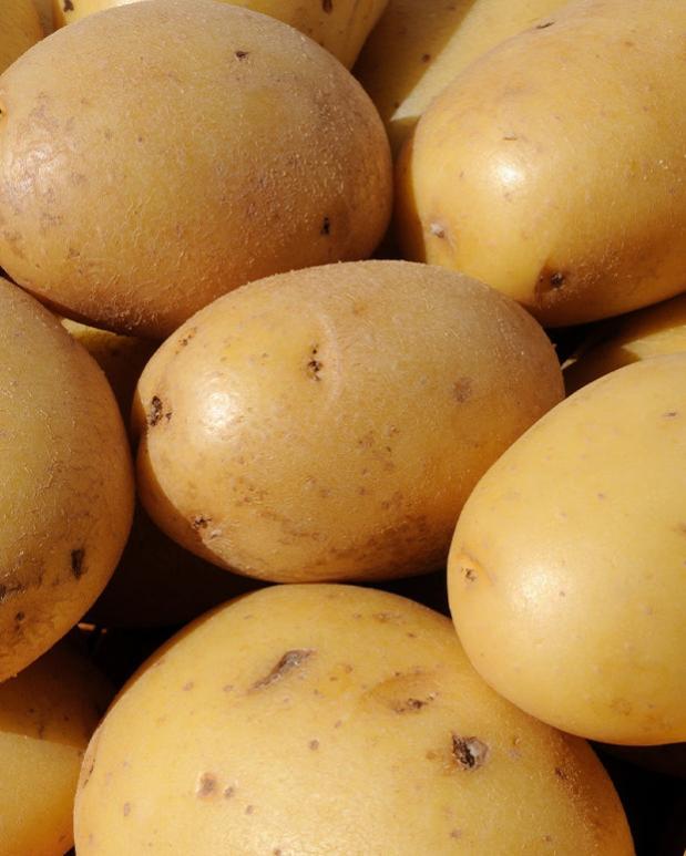 Pomme De Terre Caesar Variete De Pomme De Terre Caesar – Meteor 32 Pomme de terre Caesar - Les 25 plants / Ø 28-35mm - Willemse | Leroy Merlin