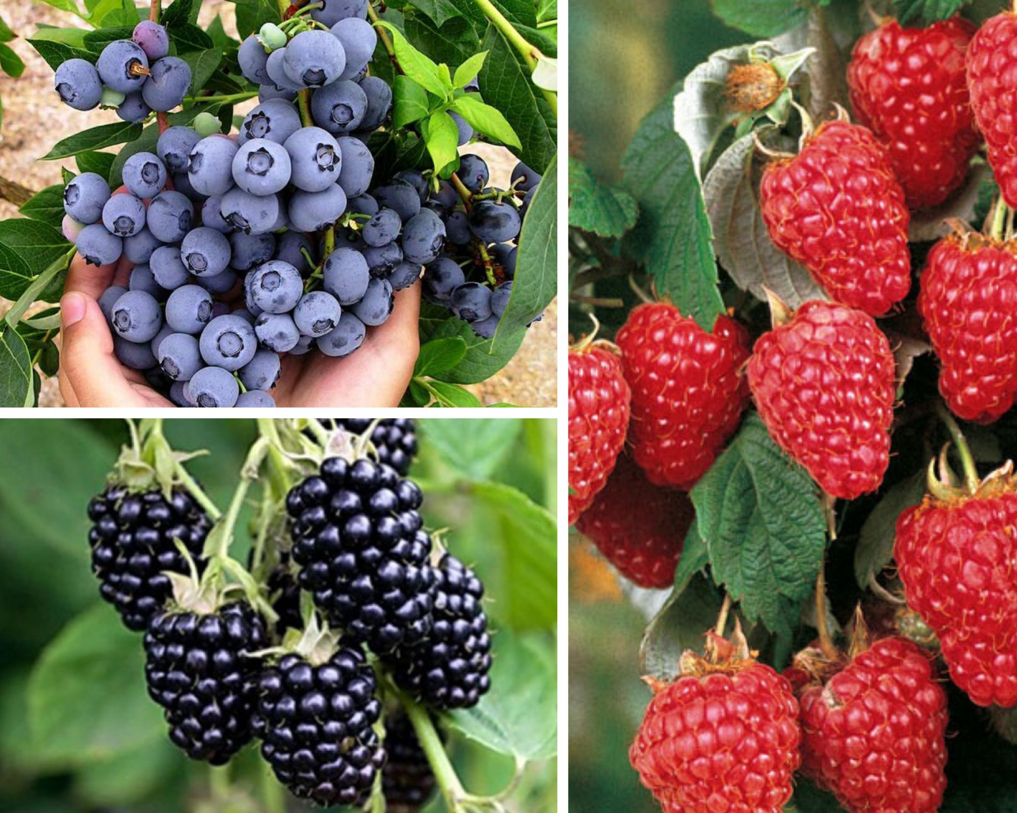 Mirtillo Gigante Americano – L' Aiuola Botanica Comunale – San Michele