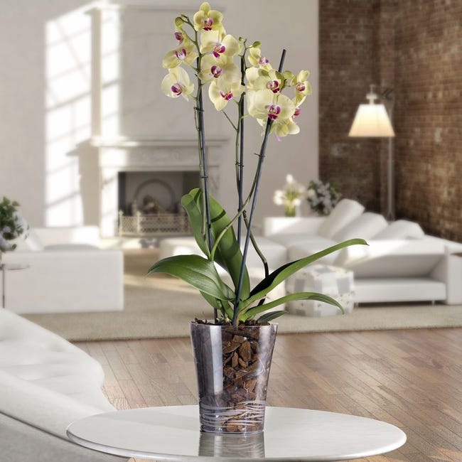 Vaso cilindro Orchidea Clear da esterno e giardino per piante e fiori /  16 cm / Trasparente