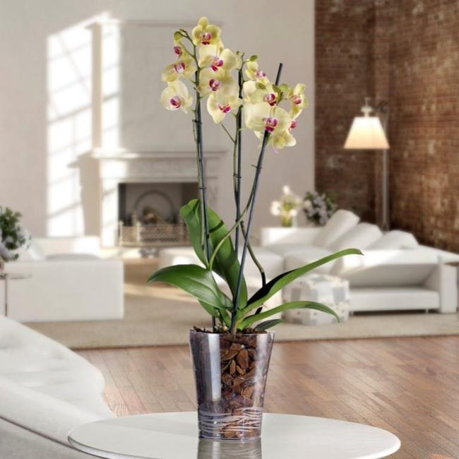 Vaso Tondo In Resina Orchidea 60 Cm. Anticato | Leroy Merlin - Foto 10