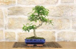 Bonsai vero al miglior prezzo