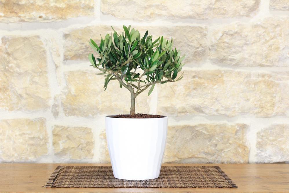 Bonsai Di Olmo A Palla In Vaso Quadro Bianco – Pianta Viva Da Interno, Altezza Vaso 15 Cm, Verde, Regalo Pollice Verde