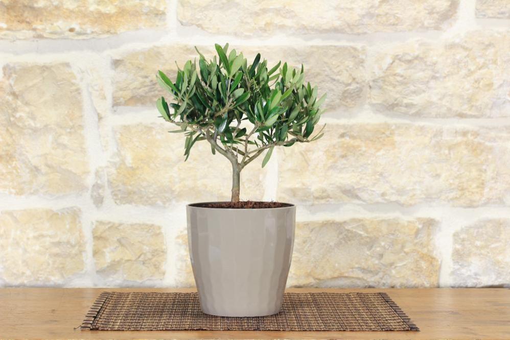 HOMCOM Ombrellone Hawaii Colorato 160 Cm – Perfetto Per Giardino, Spiaggia E Terrazzo