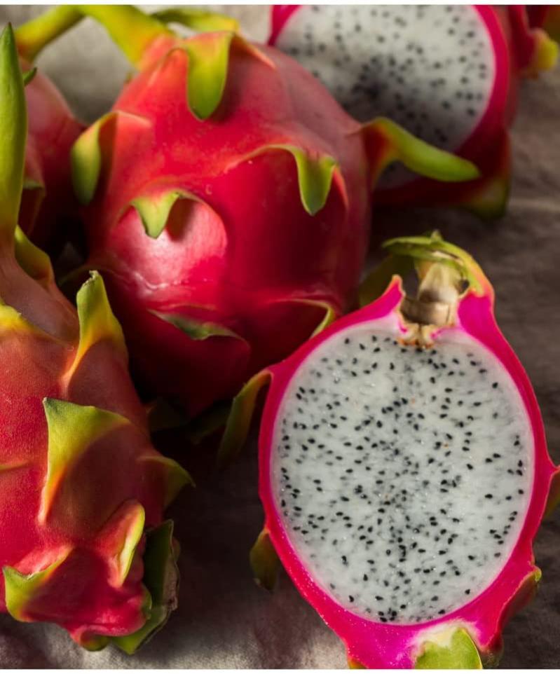 Pianta Di Pitaya - Frutto Del Drago In Vaso | Regina Della Notte | Coltivazione Italiana - Foto 6