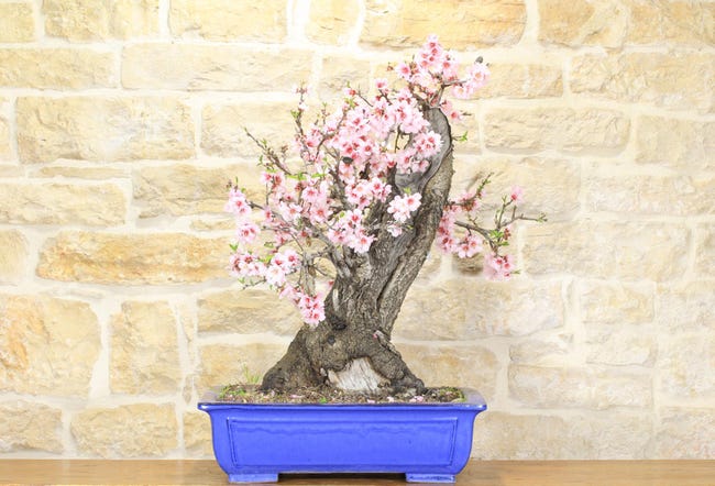 Semi Caladio Semi Di Caladio Raro - Circa 100 Pezzi, Per Bonsai Da Giardino, Fiori Colorati Bonsai Acero Rosso - Foto 9