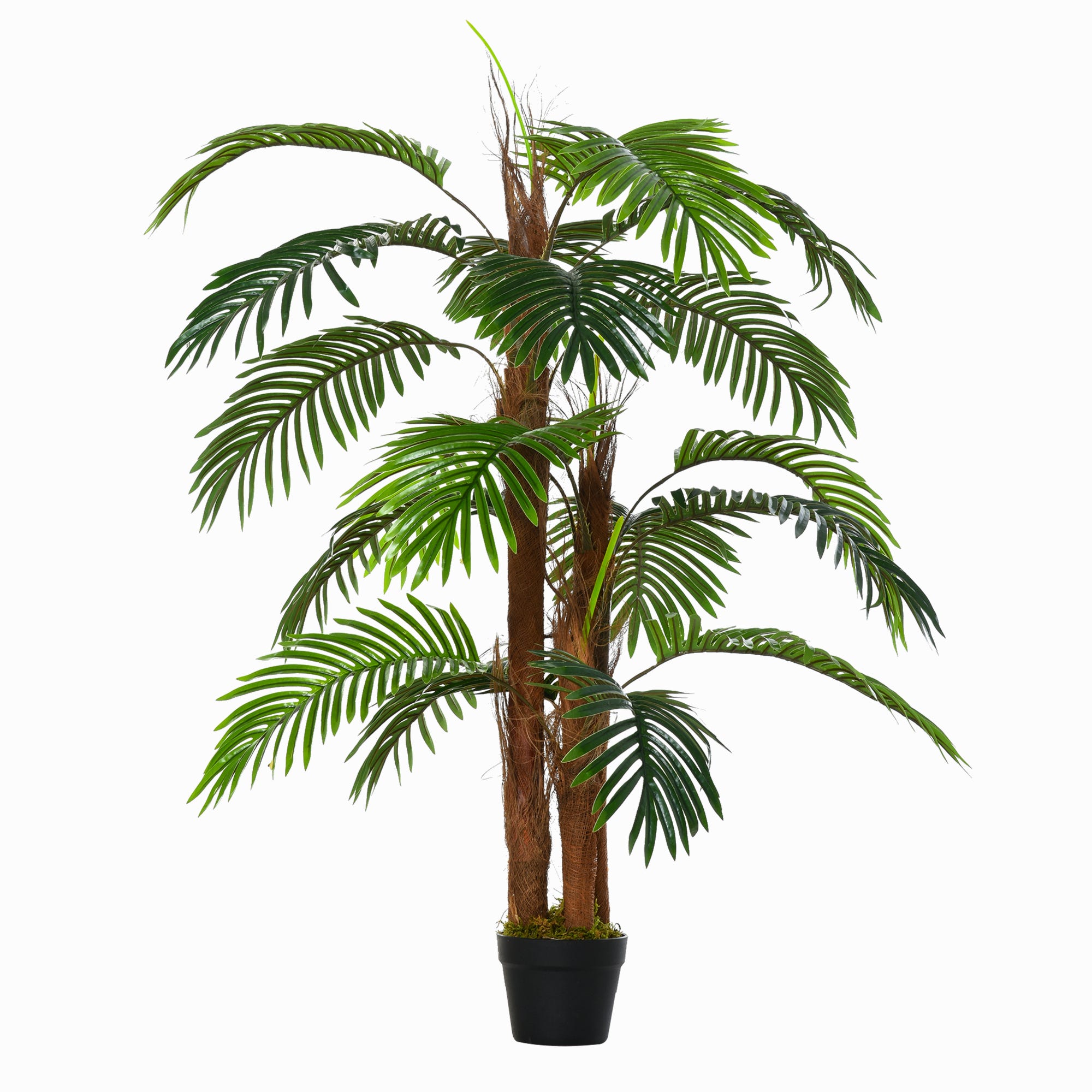 Choisir son palmier d'extérieur - Gamm vert