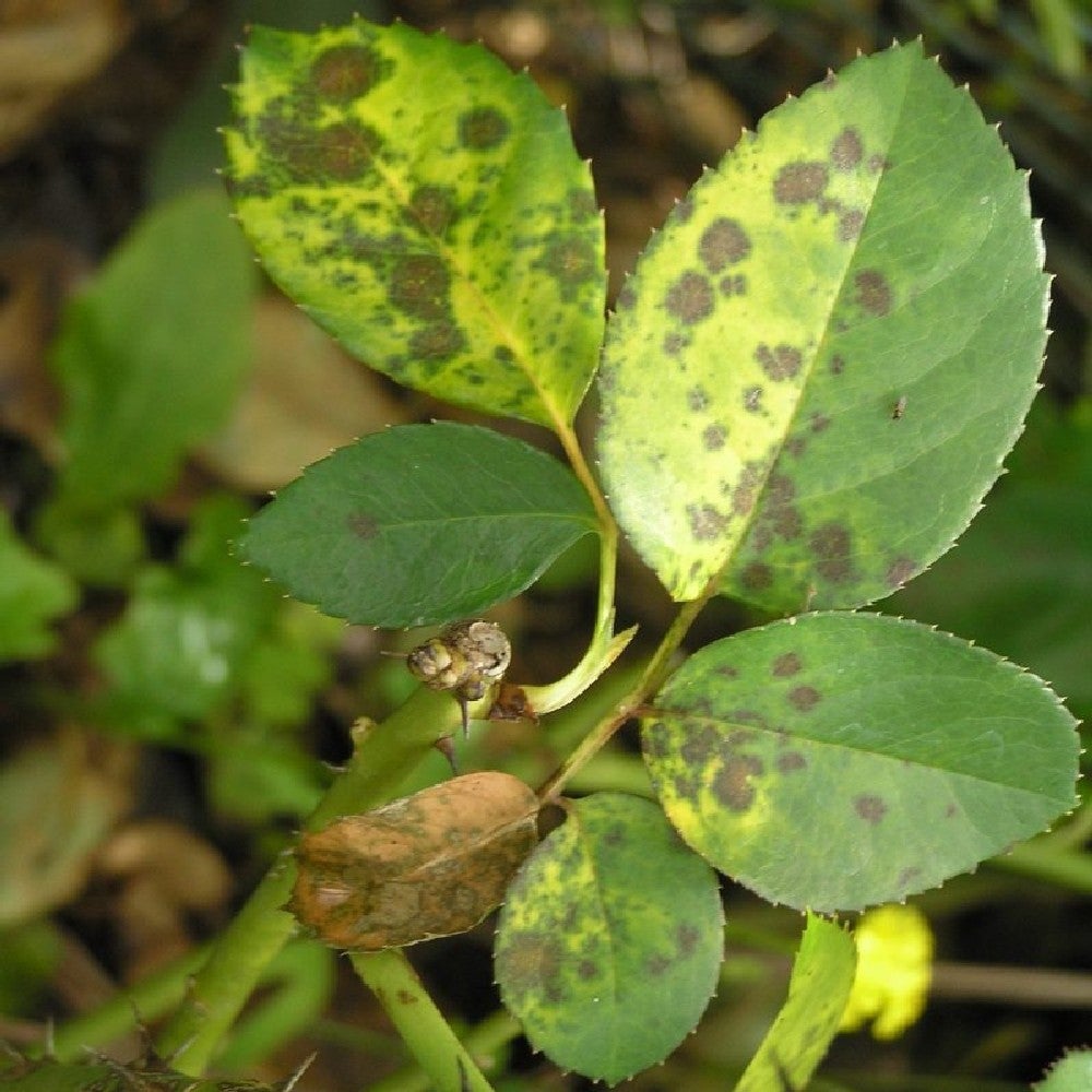 OSSICORURO DI RAME FUNGICIDA PIANTE concime curativo OIDIO MALBIANCO ZAPI  1KG