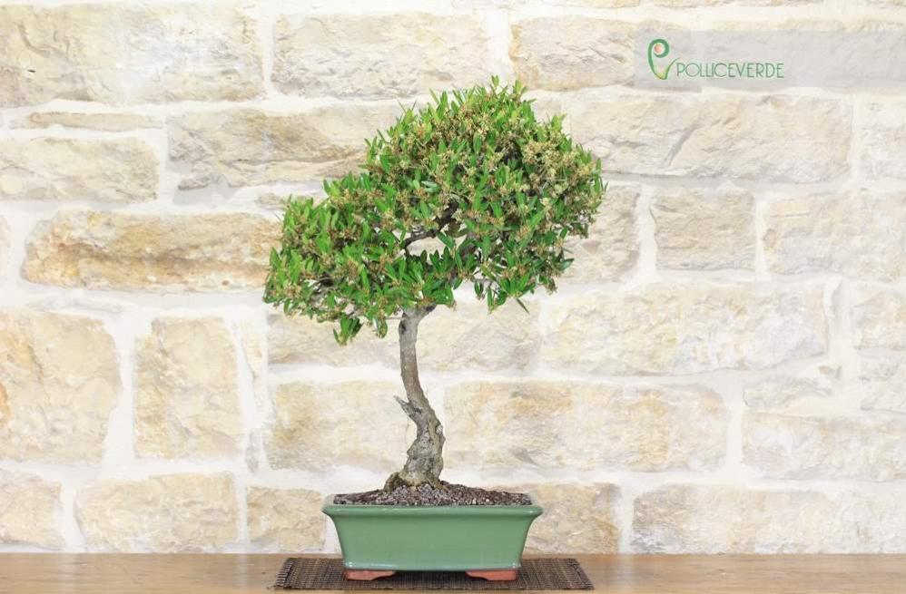 Bonsai di Phillyrea (12) Leroy Merlin