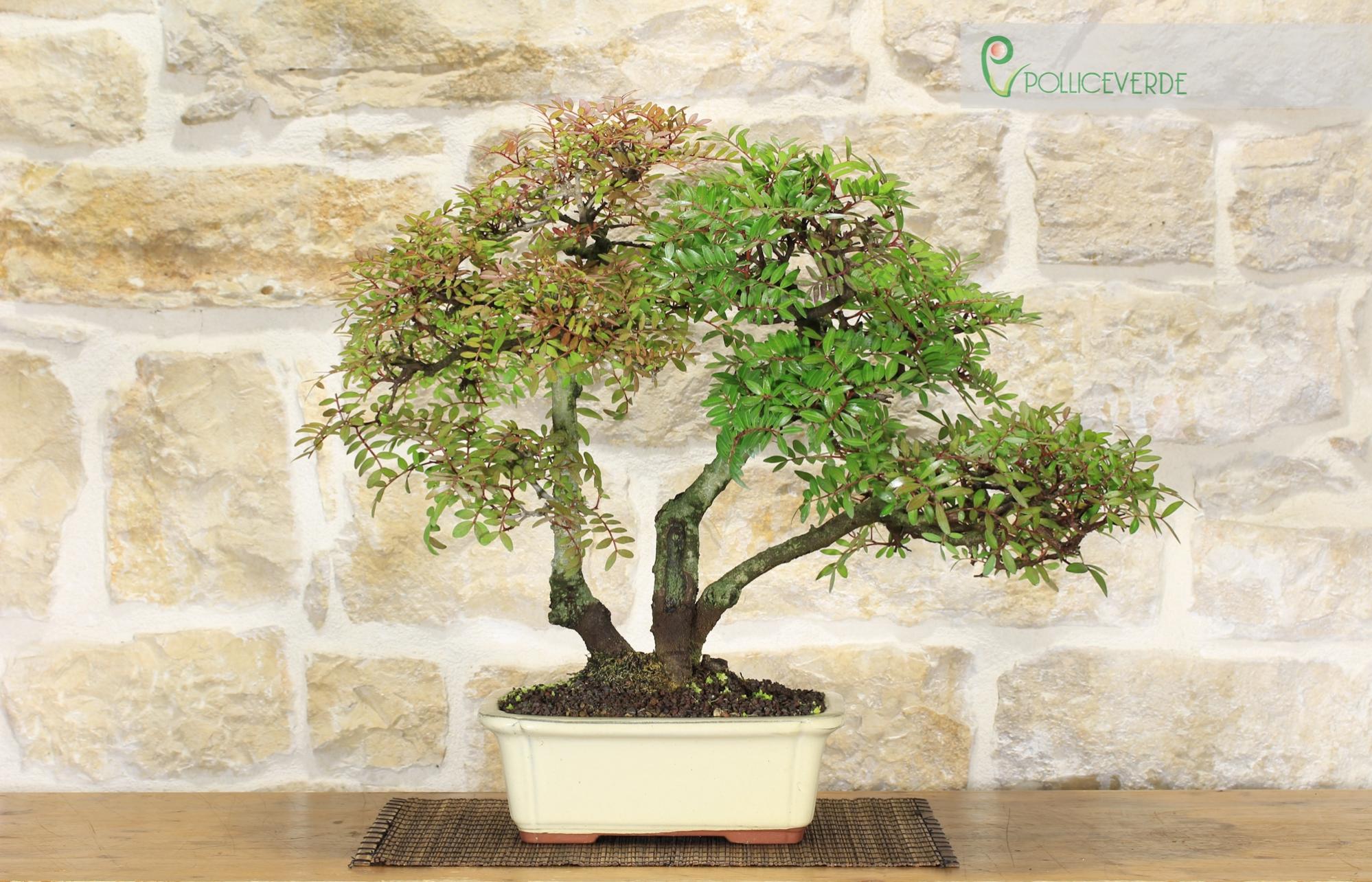 Bonsai di Lentisco (54) Leroy Merlin