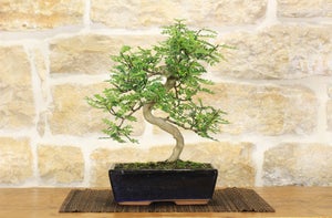 Vaso bonsai ovale 20 cm smaltato avorio, 20,00 €