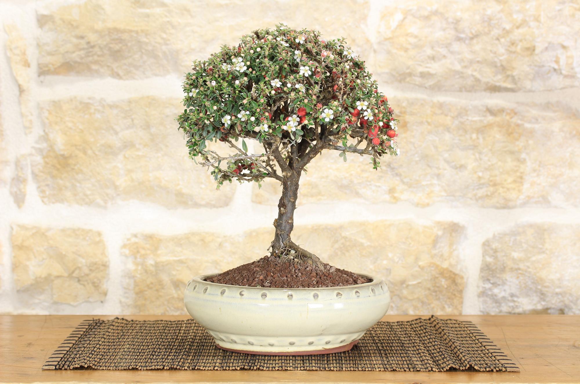 Bonsai di Cotoneaster Microphylla (78)