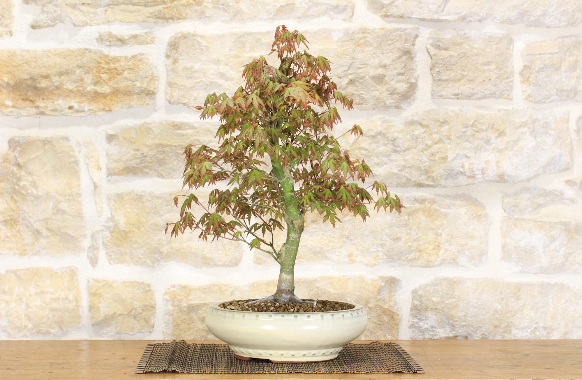 Bonsai di Acero Palmato (21) Leroy Merlin