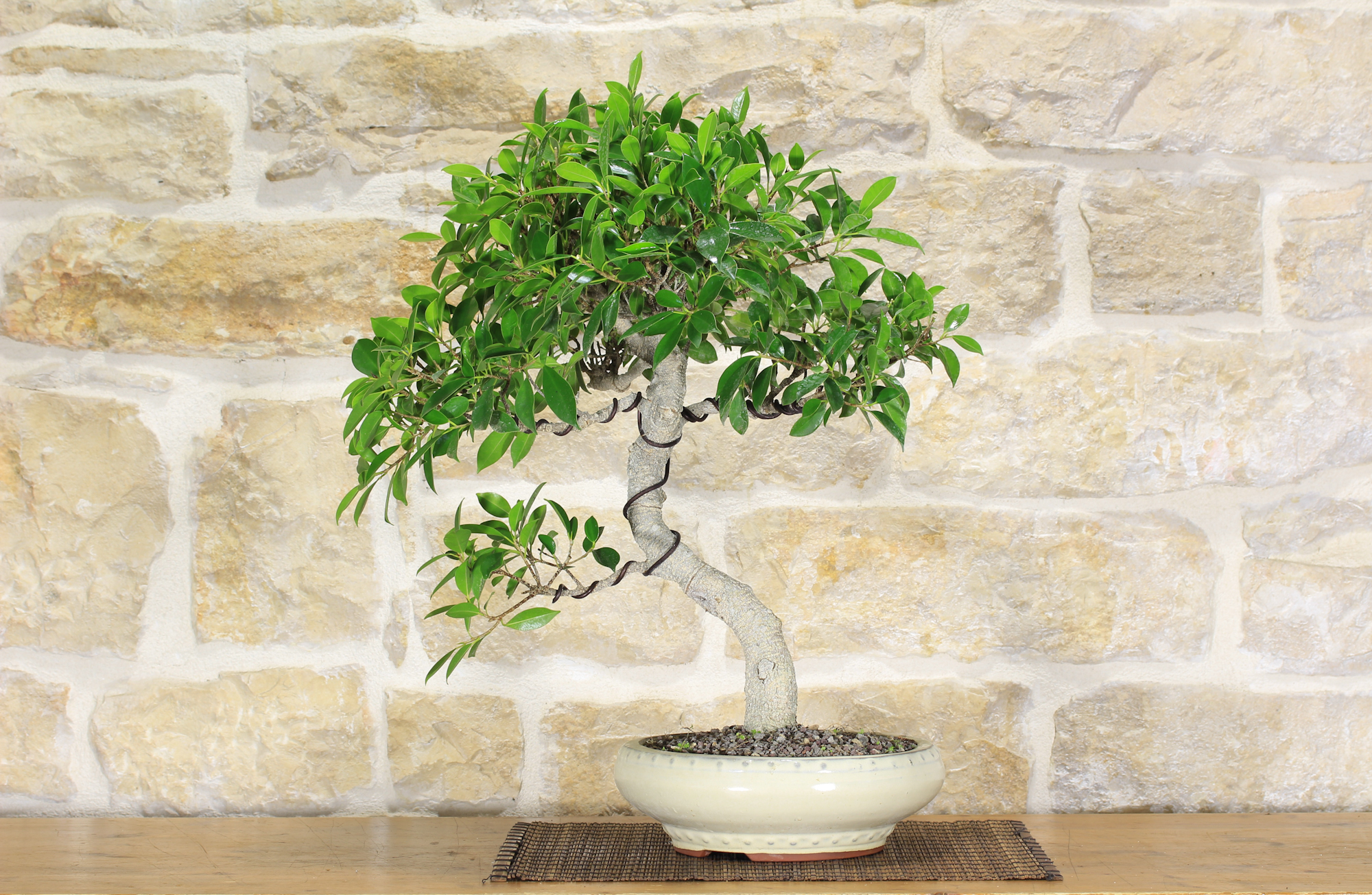 Bonsai di Ficus Retusa (130) Leroy Merlin