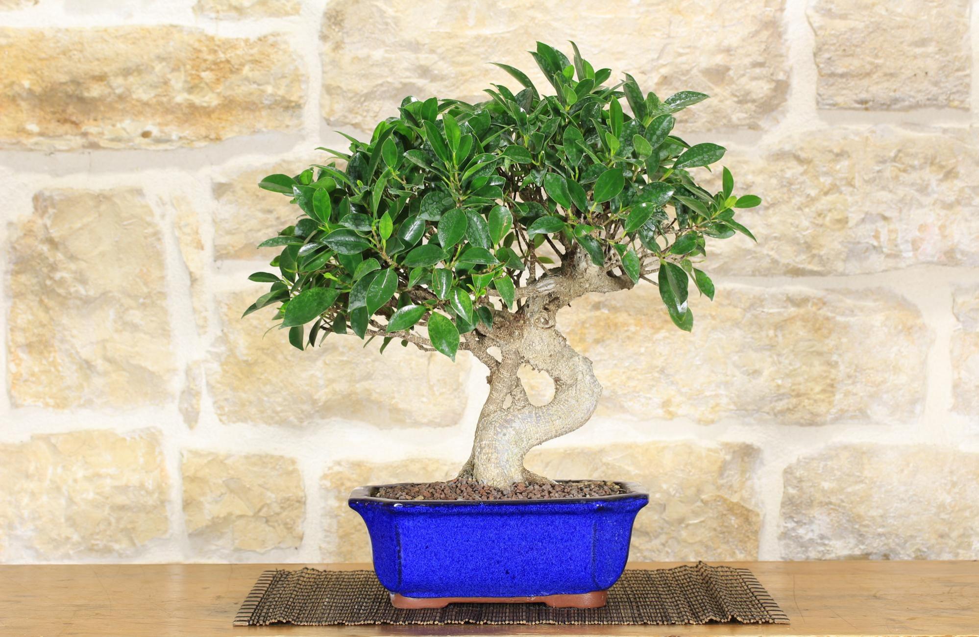 Bonsai di Ficus Retusa (134) Leroy Merlin