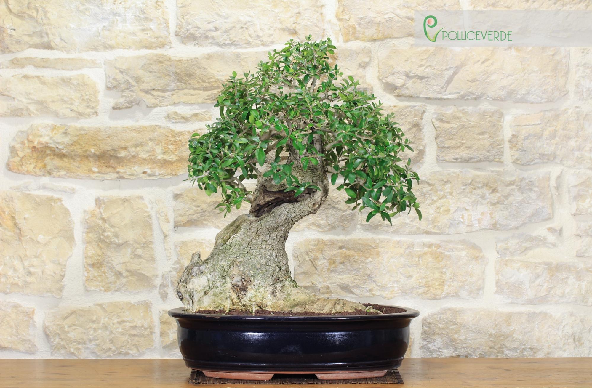 Bonsai di Olivastro (205) Leroy Merlin
