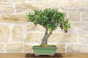 Bonsai di Olivo (127)