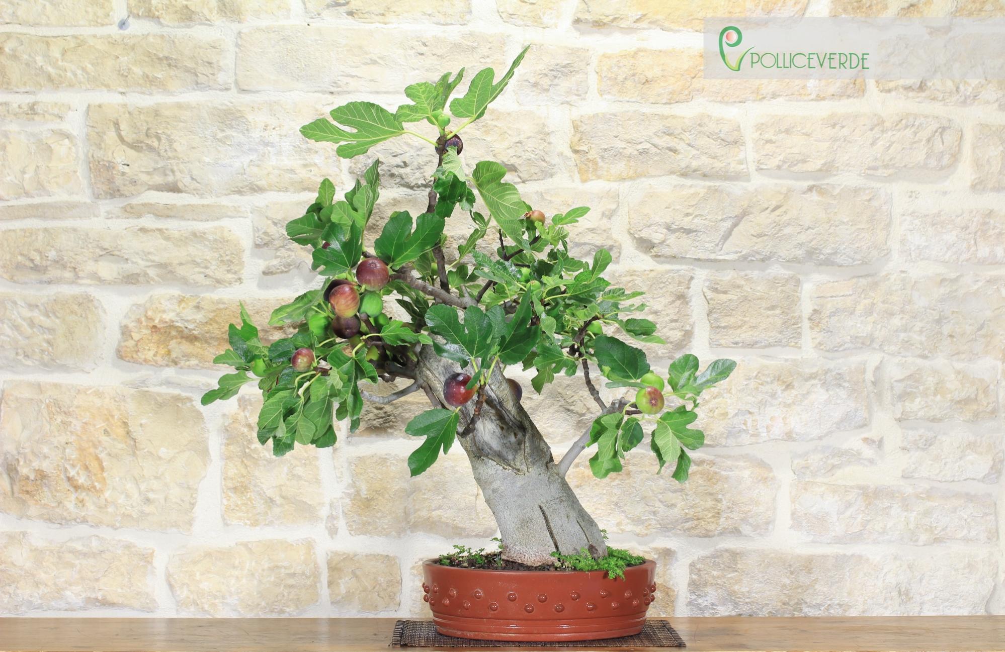 Bonsai di Fico (58) Leroy Merlin