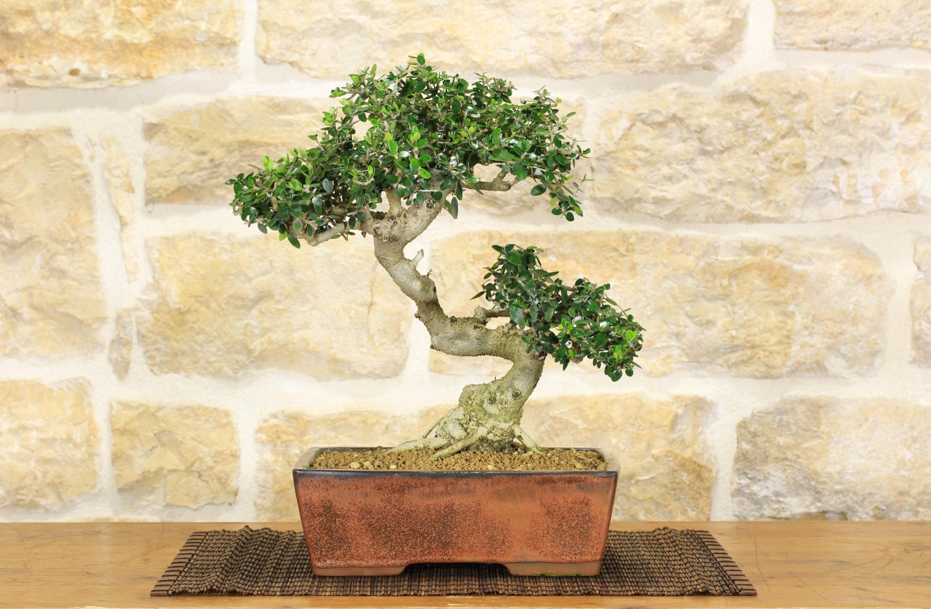 Bonsai di Olivastro (235) Leroy Merlin