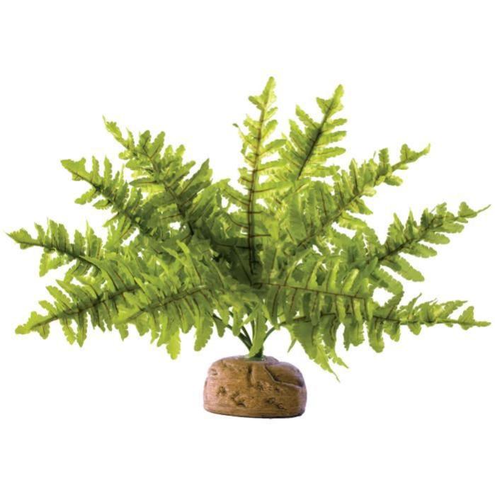 Fougere de Boston pm Leroy Merlin