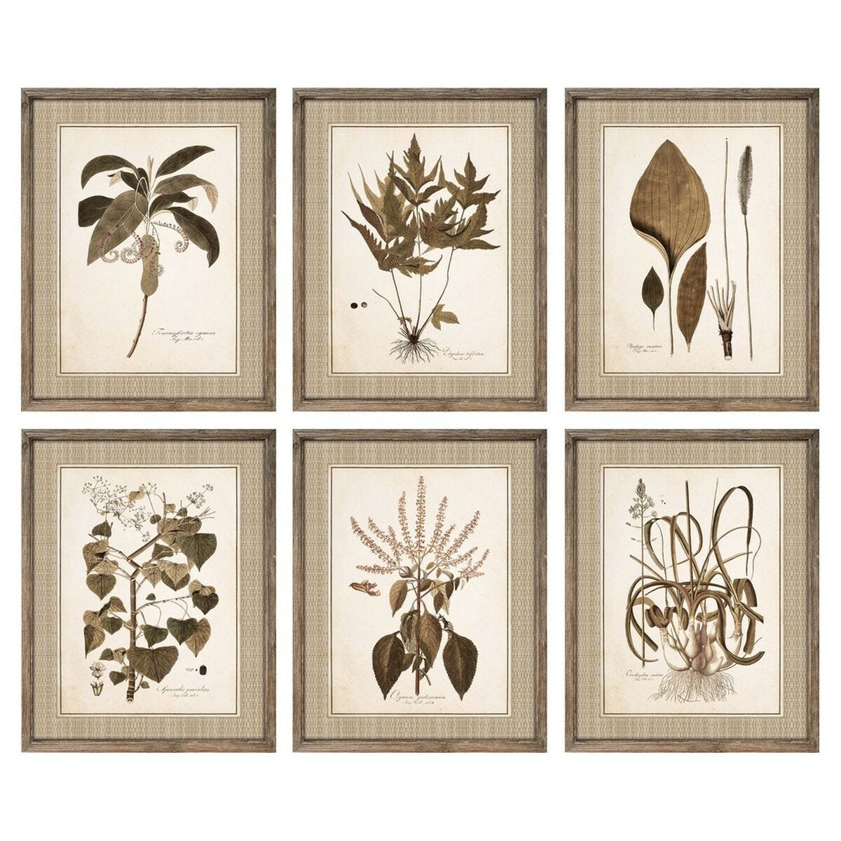 Plantas De Interior (24cm x 70cm c/u) – Cuadros Decorativos