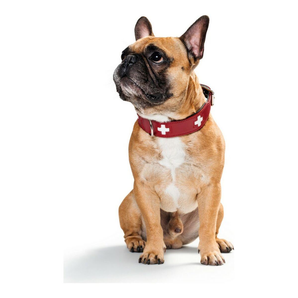 Collar para Perro Hunter Swiss Rojo/Negro (24-28.5 cm) - 4