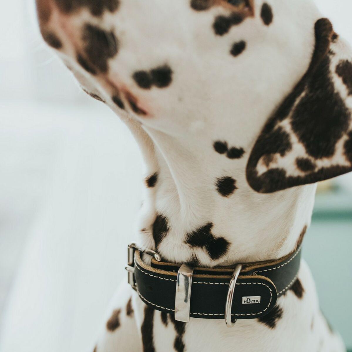 Collar para Perro Hunter Aalborg Negro (30-38 cm) - 5