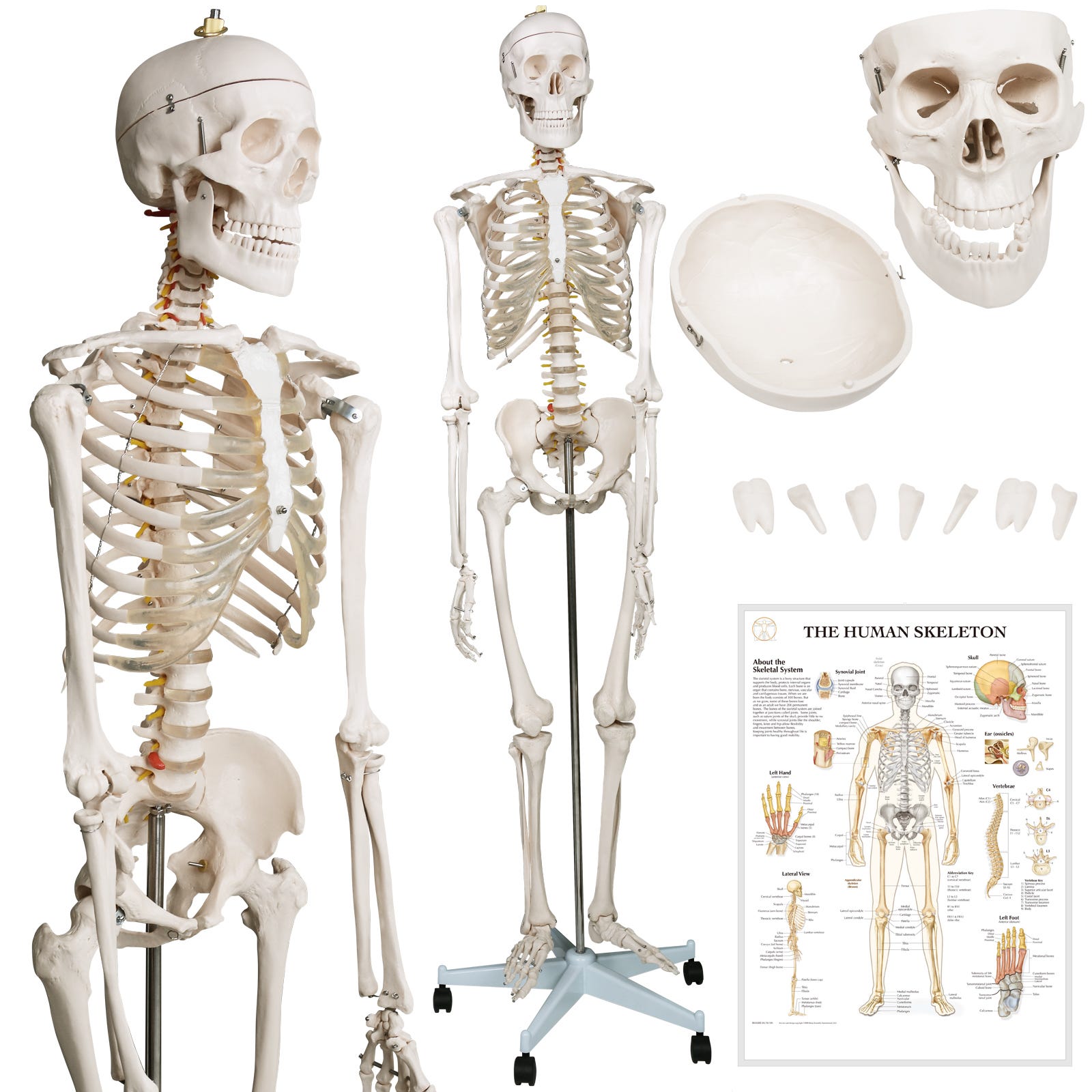 Squelette Anatomie Et Physiologie