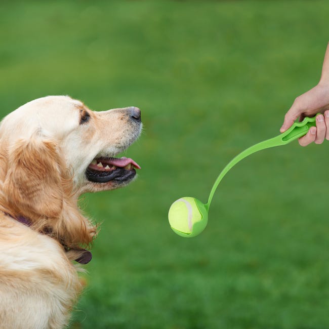 Jouet pour chien - balles de tennis - balle