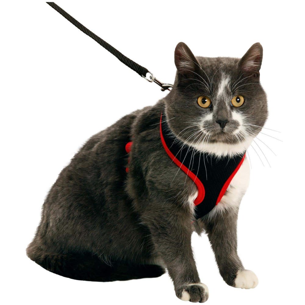 Animallparadise -Harnais pour chat, couleur noir et rouge, taille M,  réglable