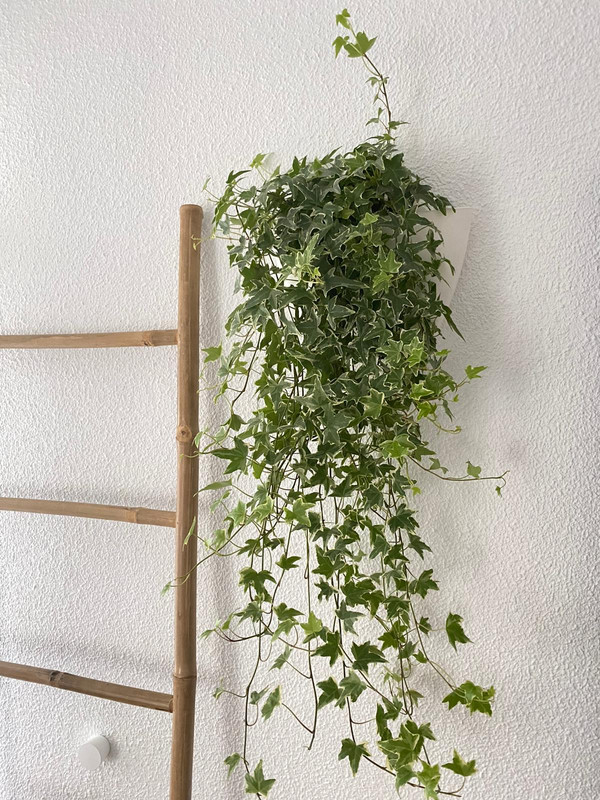 Citysens – maceta de pared blanca